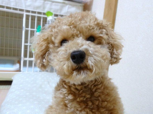 イメージ 11