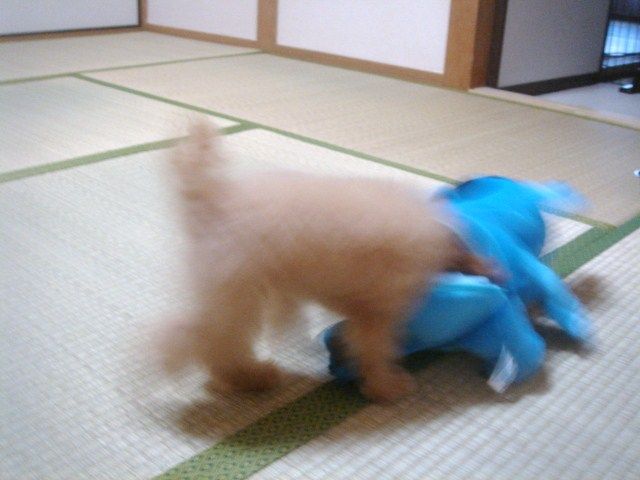 イメージ 7