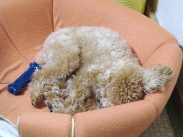 イメージ 4