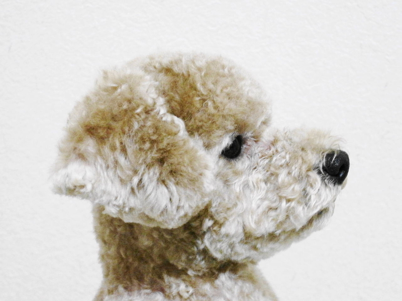 イメージ 8