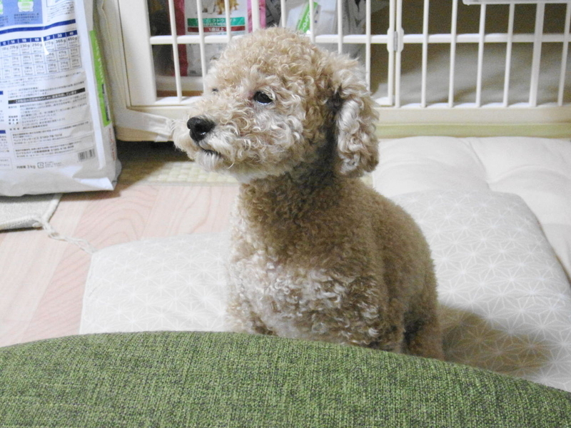 イメージ 7