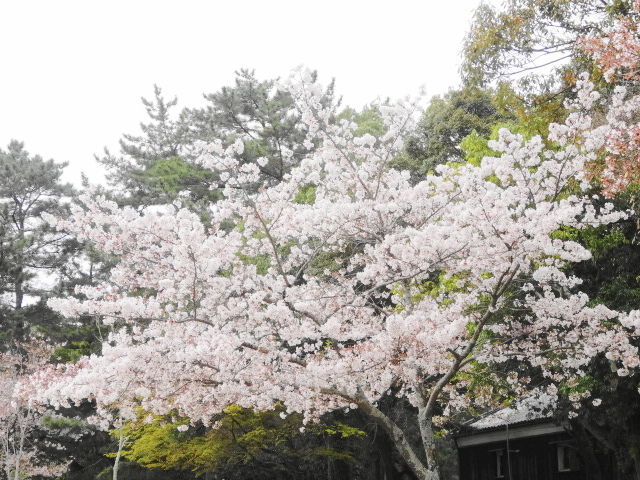 イメージ 2