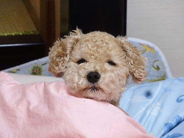 イメージ 6