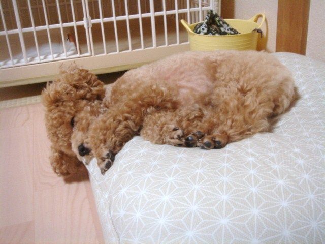 イメージ 7