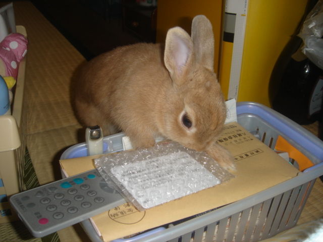イメージ 5