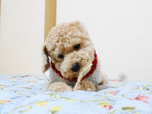 イメージ 6