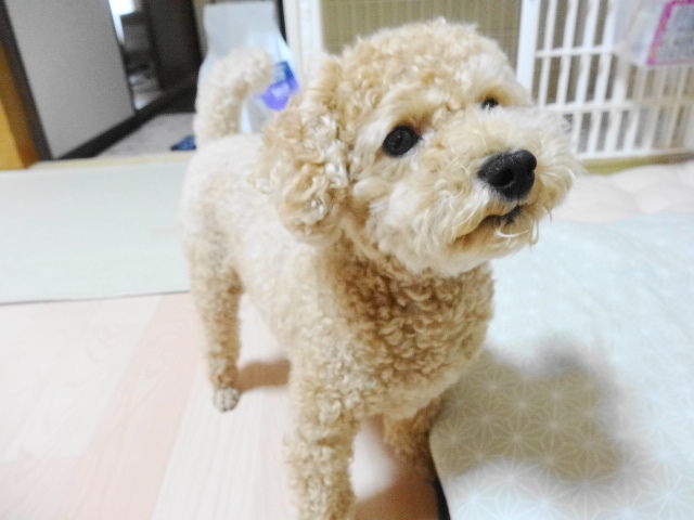 イメージ 12