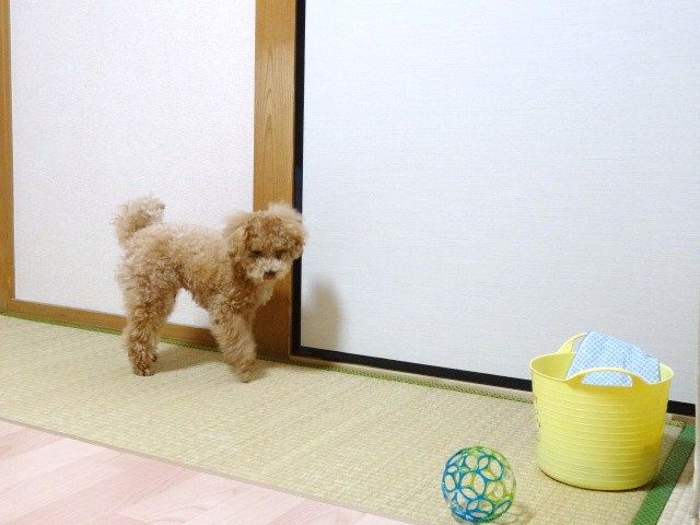 イメージ 9