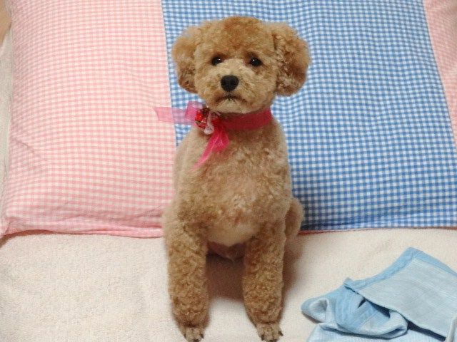 イメージ 8
