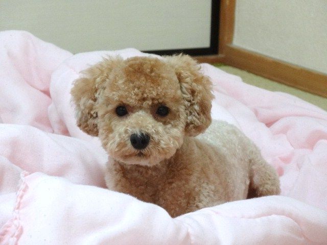 イメージ 12