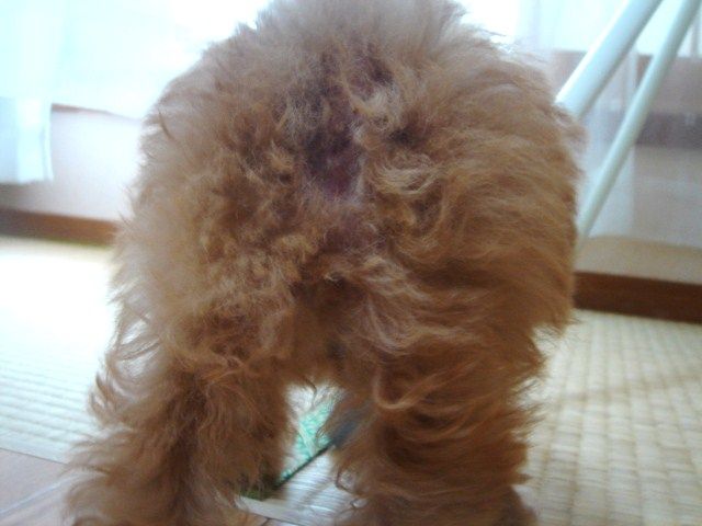 イメージ 12