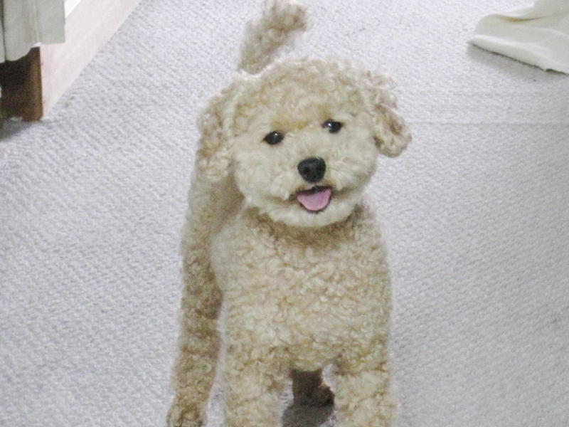 イメージ 8