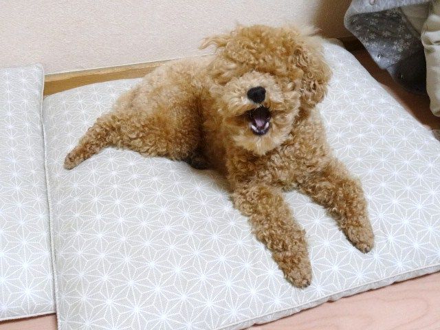 イメージ 4