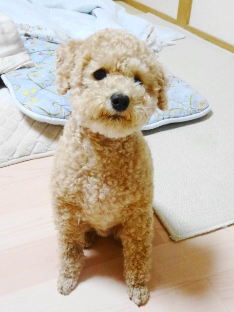 イメージ 7