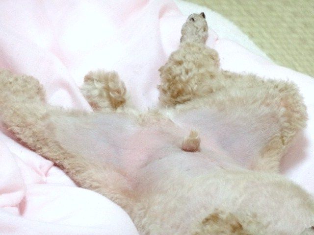 イメージ 4