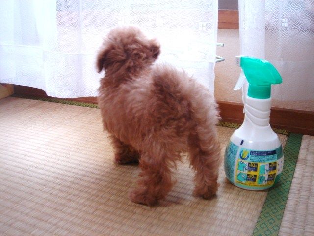 イメージ 9