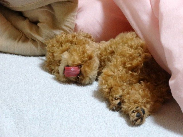 イメージ 10