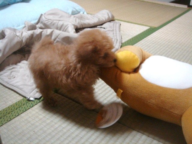 イメージ 7