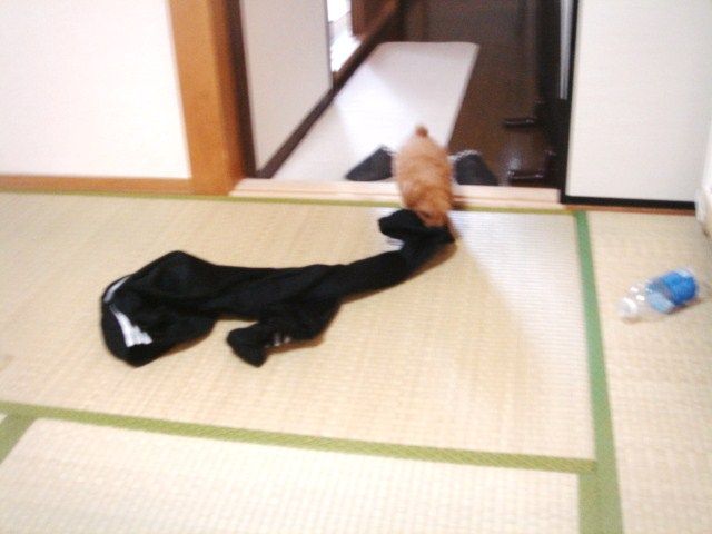 イメージ 6