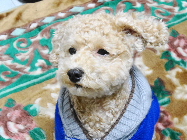 イメージ 7