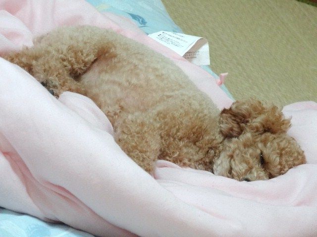 イメージ 8