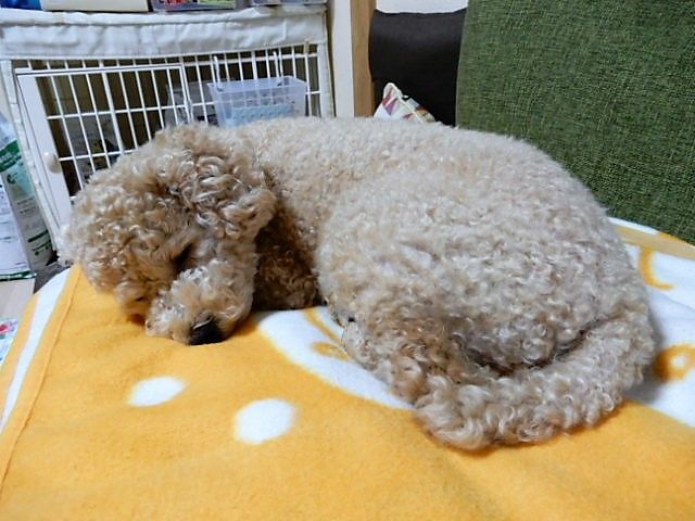イメージ 15