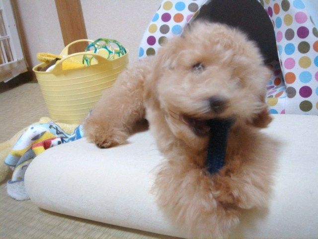 イメージ 6