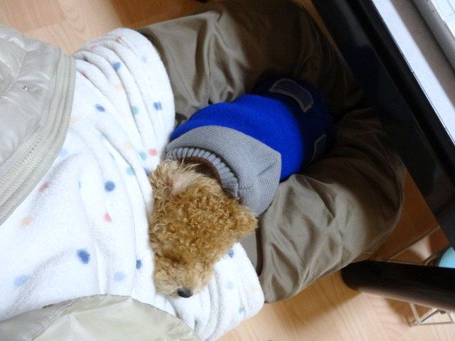 イメージ 7