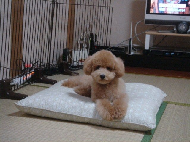 イメージ 6