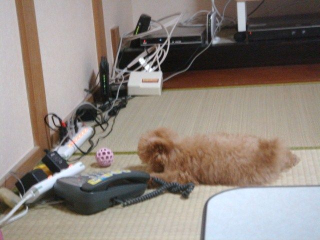 イメージ 7