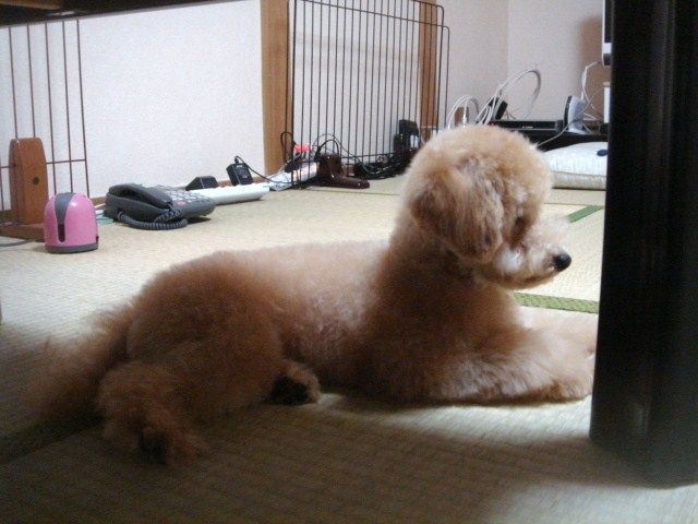 イメージ 4