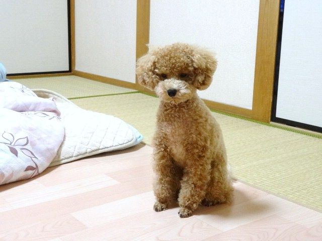 イメージ 5