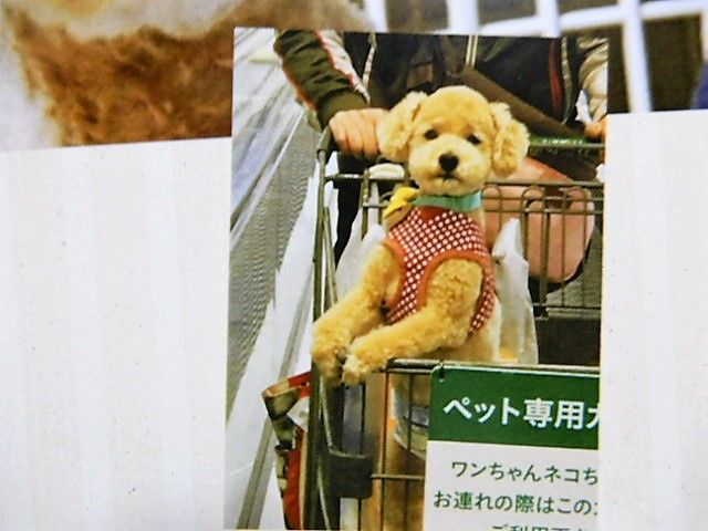 イメージ 12