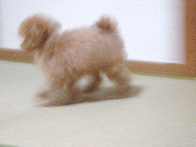 イメージ 5