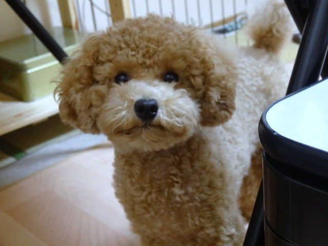イメージ 8