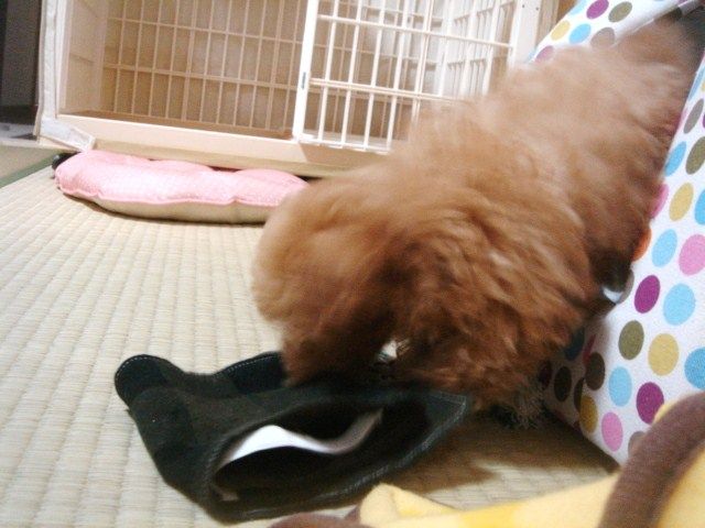 イメージ 9