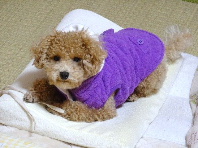 イメージ 8