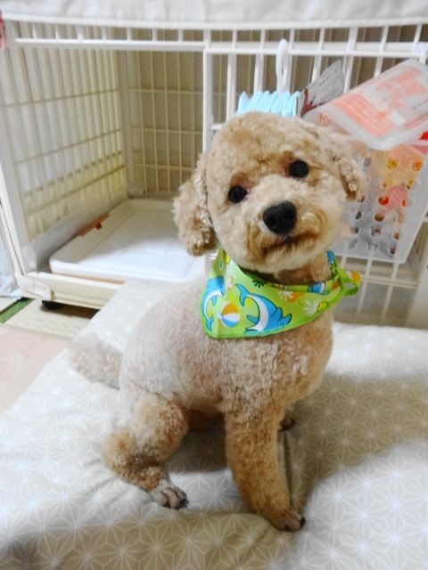 イメージ 5
