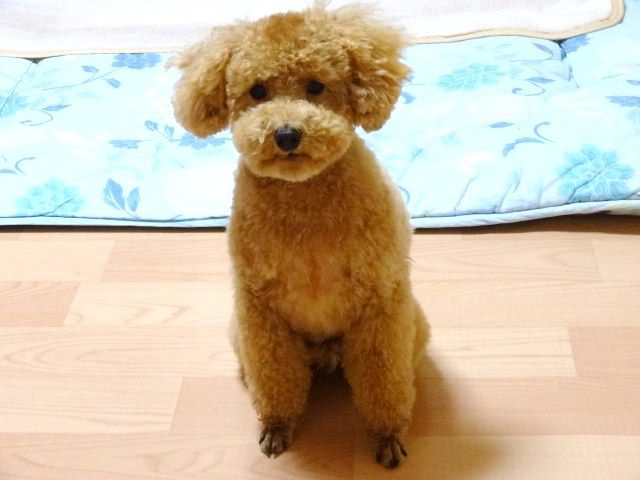 イメージ 12