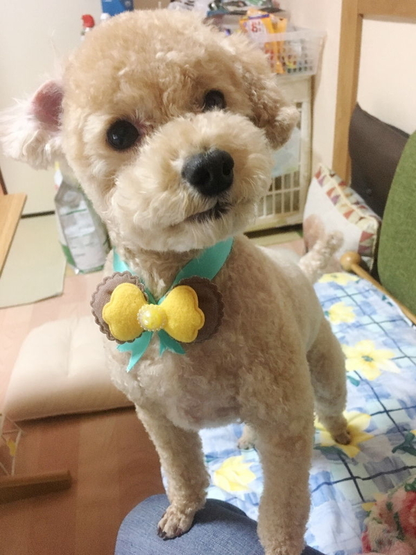 イメージ 7