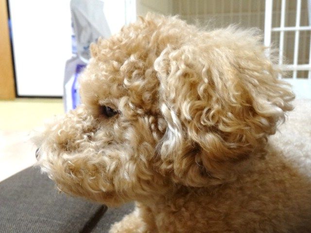 イメージ 5