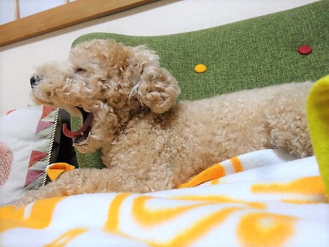 イメージ 6