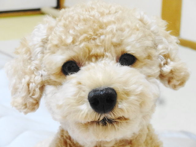 イメージ 5