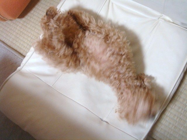 イメージ 9