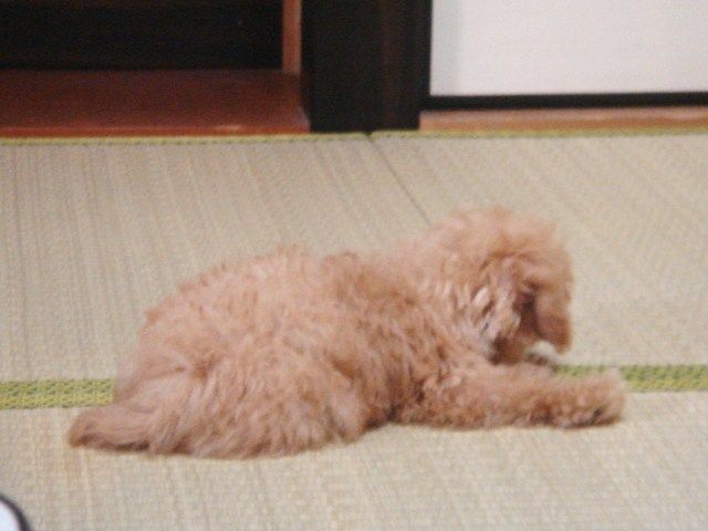 イメージ 6