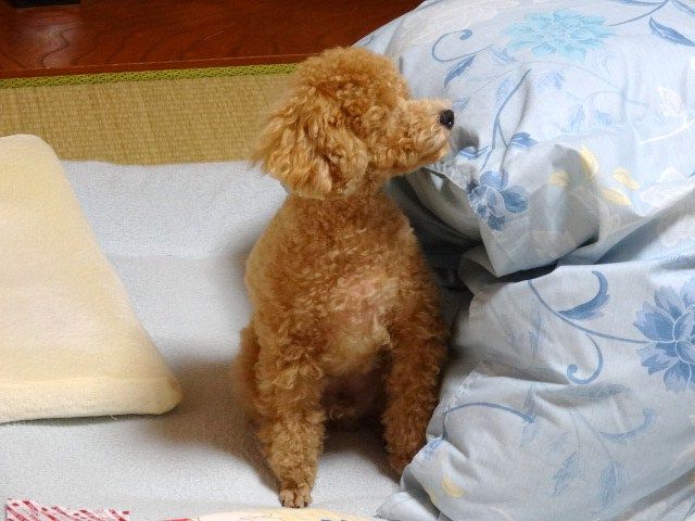 イメージ 2
