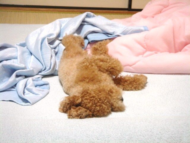 イメージ 4
