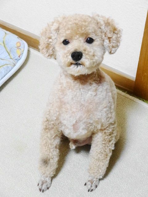 イメージ 4