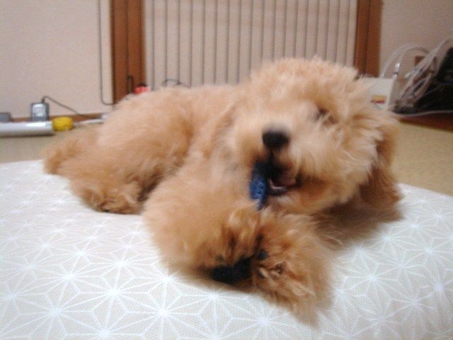 イメージ 7