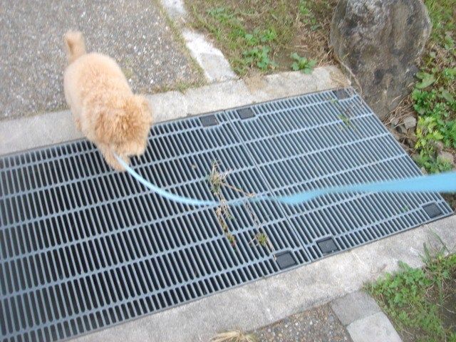 イメージ 12